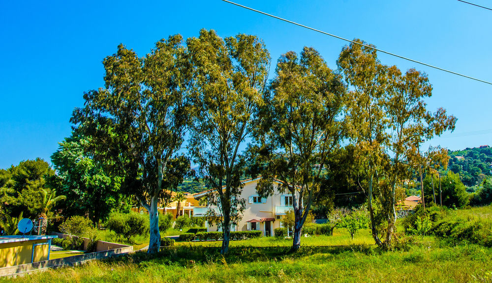 Aloni Studios & Apartments Λάσση Εξωτερικό φωτογραφία